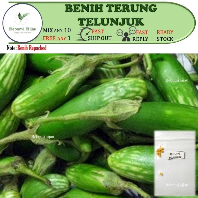 10++ biji BENIH TERUNG TELUNJUK/ Missile eggplant seeds TUNJUK