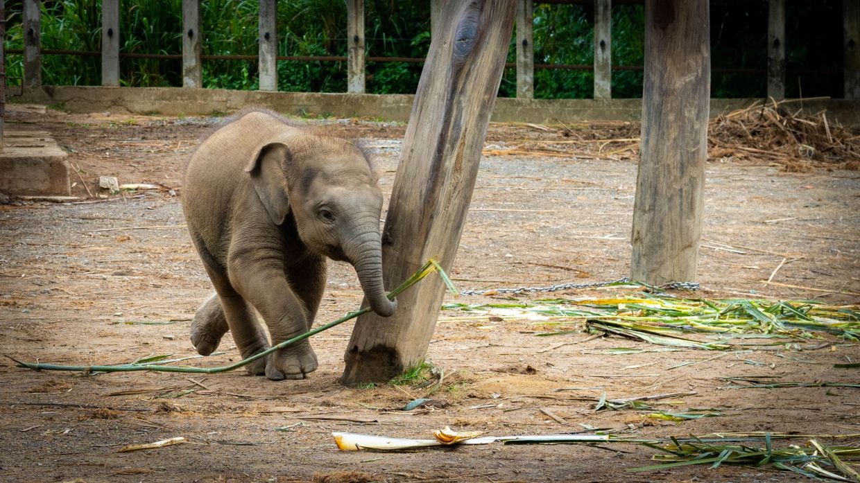 The public is urged to submit names for the three elephant calves.