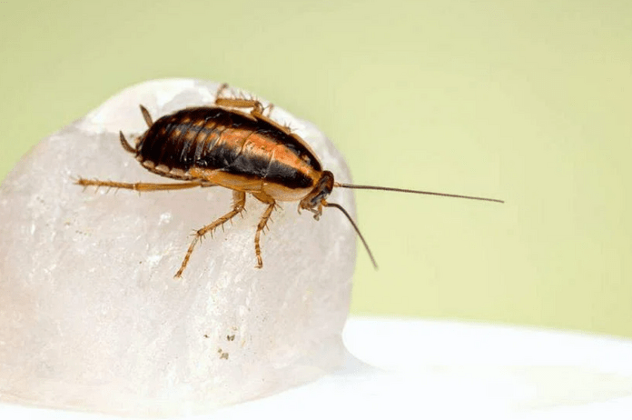 60 cockroach eggs found in shampoo bought online