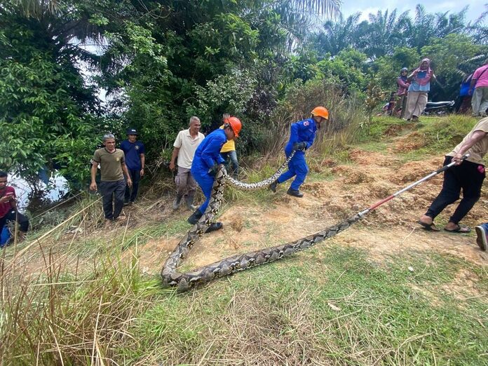 80kg python caught in Baling