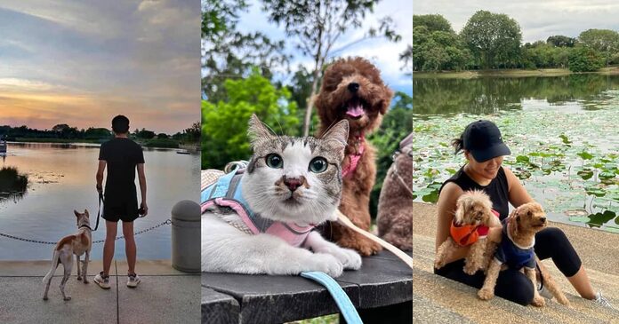 9 Best Pet Friendly Parks In Klang Valley To Bring Your Fur Babies For Walkies