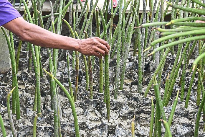 Helping to restore mangrove trees