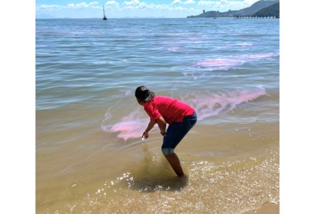 Algal bloom: DOE finds oxygen levels off Teluk Bahang too low to sustain marine life