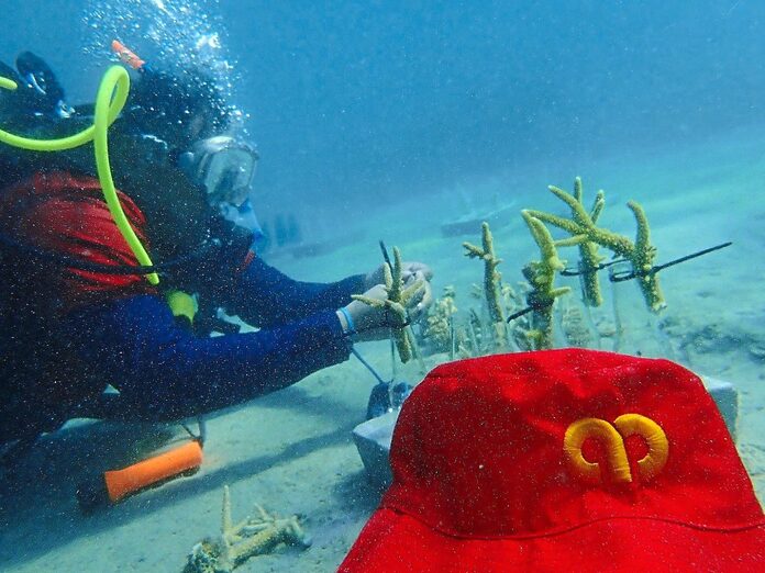 Bank employees help restore coral reefs in Tioman