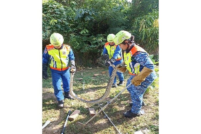 Civil Defence Force captured python in geese enclosure in Penampang