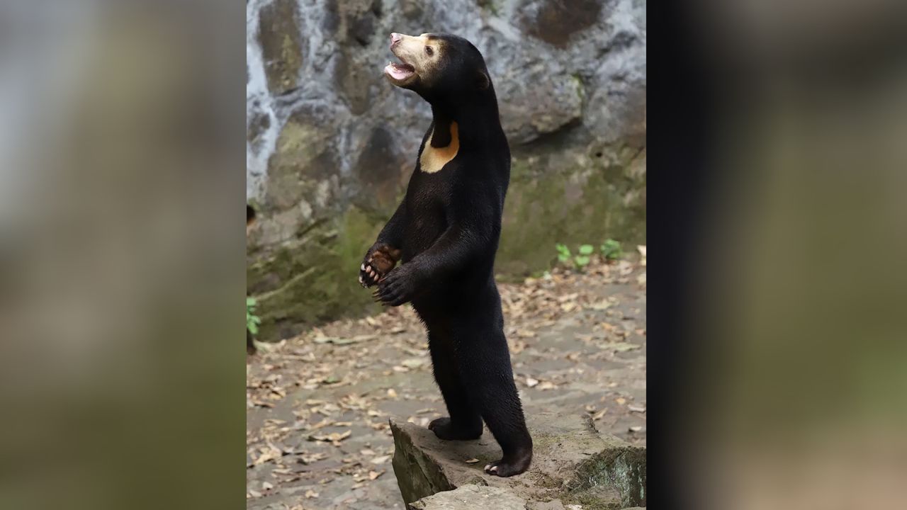 A standing sun bear