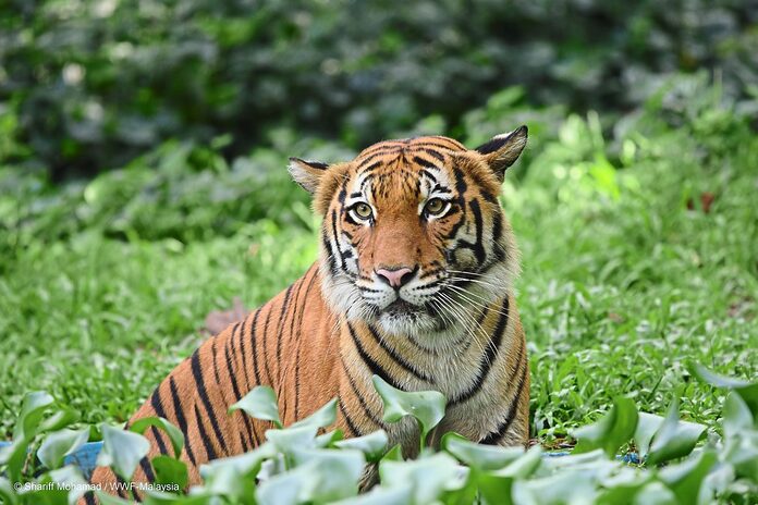 Creating a safe habitat for tigers