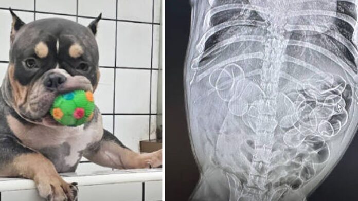 Disappearing ducks: Astonished vets open up bulldog in China and find 11 swallowed rubber toys, solving owner’s vanishing waterfowl mystery, delights mainland social media