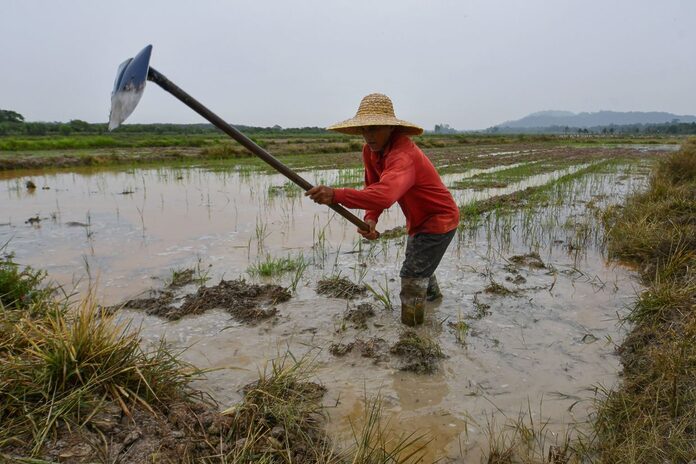 Replace old infrastructure for rice cultivation plan to succeed, say farmers