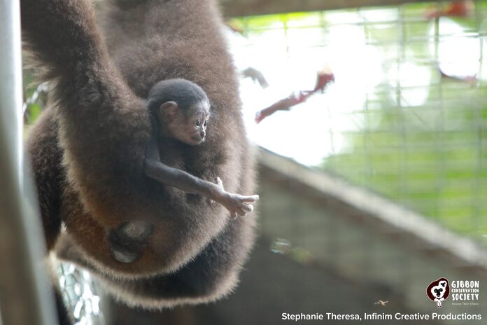 Conservation society sees birth of first gibbon born in captivity in Malaysia