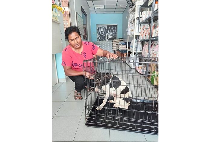 Foreign NGO and Ipoh clinic help low-income folk spay female dogs for free