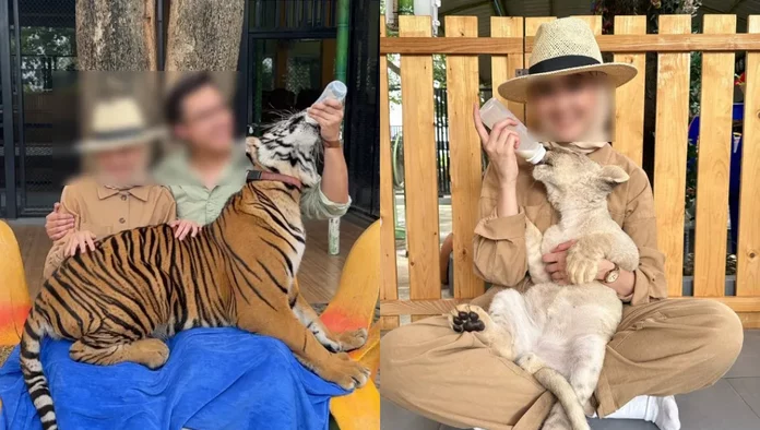 Local Influencer Draws Flak For Feeding Tiger At Safari Park In Bangkok