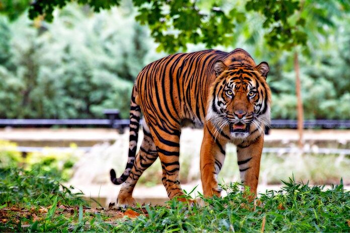 Male tiger captured in Pos Bihai