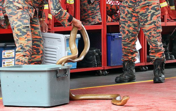 Meet King Cobra Squad, Malaysia’s unsung heroes