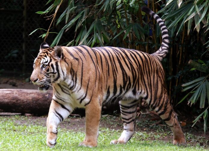 Pahang to gazette 134,183ha land for tiger reserve