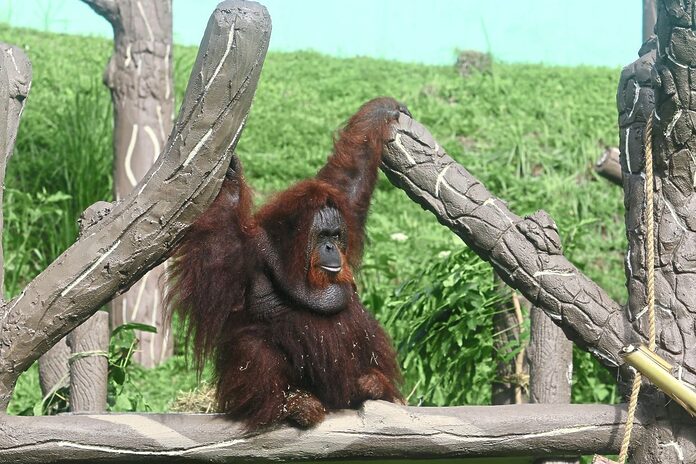 Palm oil industry celebrates orang utan