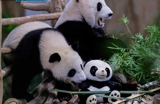 Panda cubs Yi Yi, Sheng Yi to return to China on Aug 29