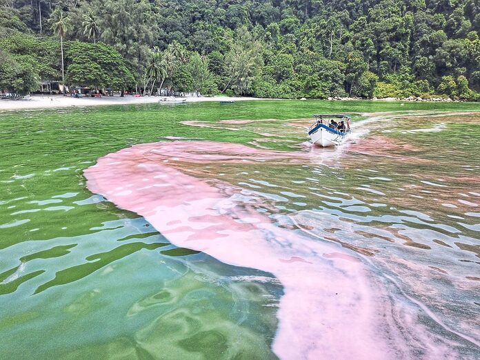 Penang Fisheries Dept monitoring algae species after 'red water' incident