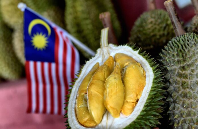 Terengganu Agriculture Dept to hold 40-tonne durian auction