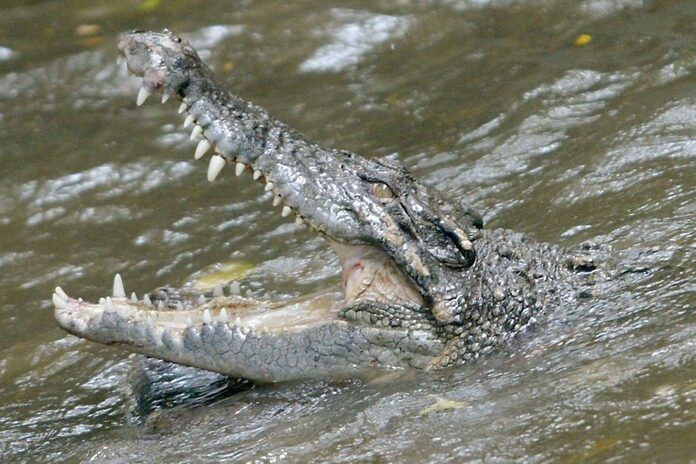 Process of ‘deduction and elimination’ helped wildlife rangers kill man-eating croc