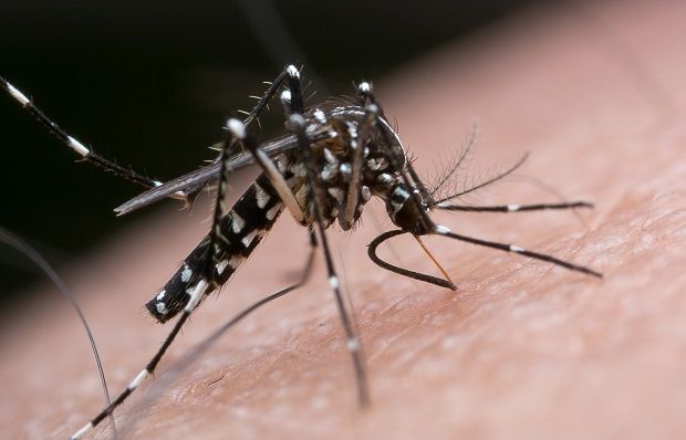 Wolbachia-infected mosquitoes to be release to control dengue