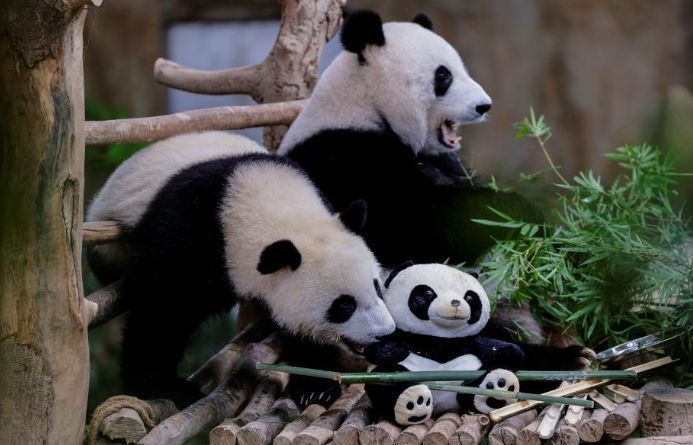 Yi Yi, Sheng Yi: Symbols of China's panda diplomacy with Malaysia