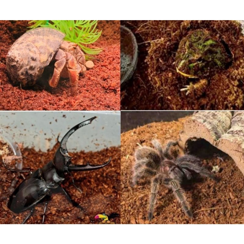 >> exotic reptile bedding terrarium coconut soil cocopeat husk hermit crab Lizard Tortoise beetle Bearded Dragon Spider