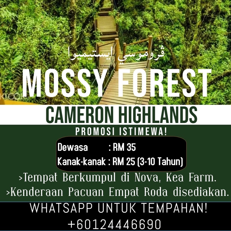 Mossy Forest Tour Transfer Package Cameron Highlands