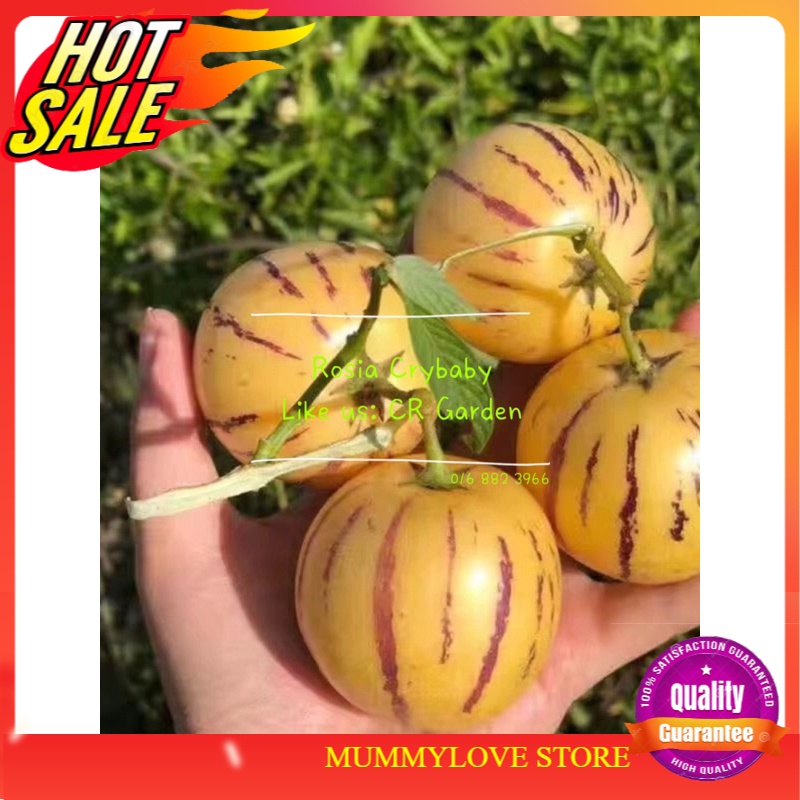 Pepino Melon 3 pcs seeds 人参果 3粒种子 (harvest after 50-60 days from flowering, plant height 100cm) Ready Stock Sarawak