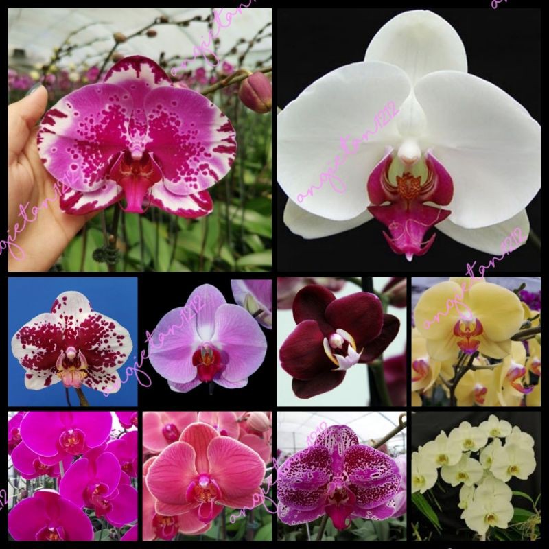 PHALAENOPSIS ANAK POKOK LIVE PLANTMIN PEMBELIAN 5