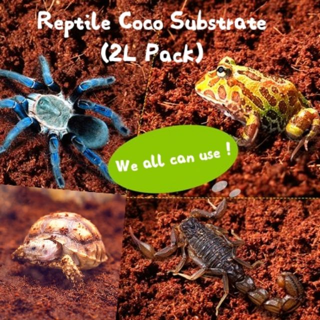 Reptile Coco Peat Coco Soil substrate 2.5L Pack Plantation Soil bedding amphibian spider scorpion breeding hygiene clean