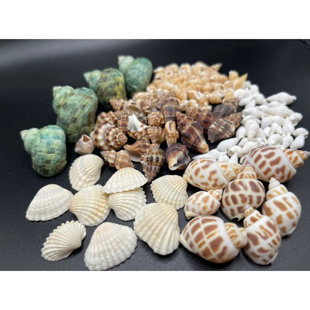 Sea Shells | Decoration Sea Shells | Natural Seashell | DIY Seashells 装饰海贝壳 for Candle Making, Home Decor (30-50 Gram)